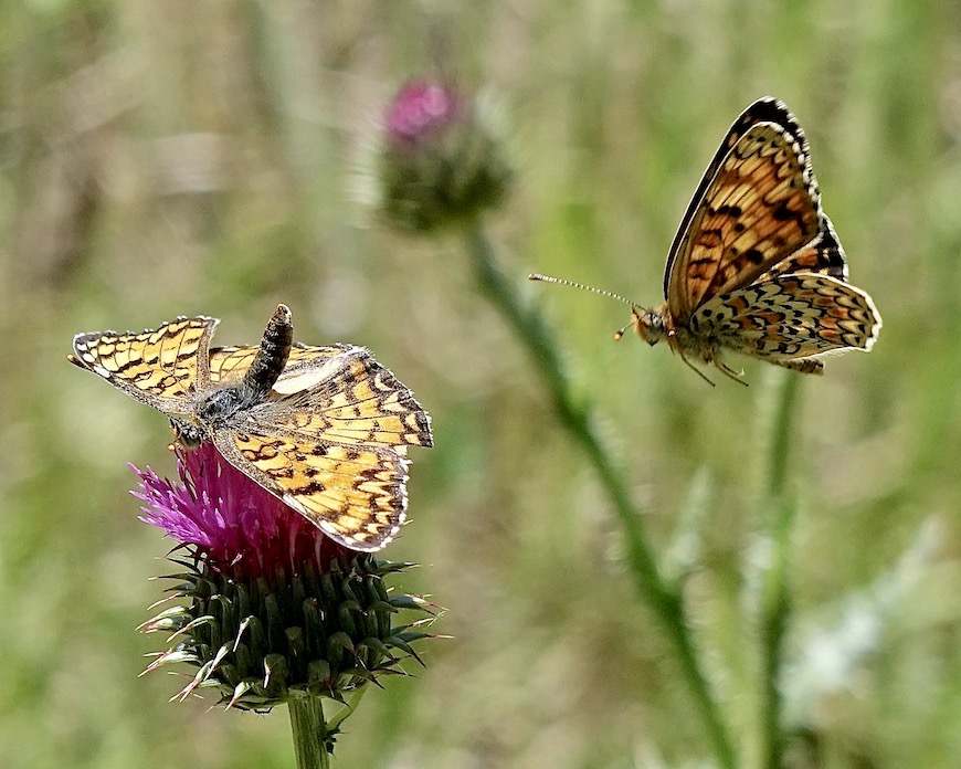 knapweed fritillary